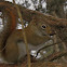 Chipmunk