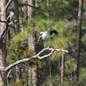 Wood Stork