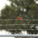Vermilion Flycatcher