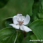 Quince (flower)