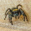 Bold jumping spider