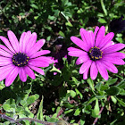 Purple daisy
