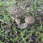 Old Man of the Woods bolete Mushroom