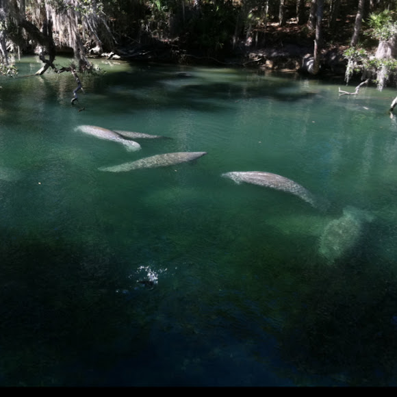 Spotting Image 1