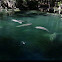 West Indian manatee