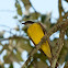 Benteveo mediano (Vermilion-crowned flycatcher)