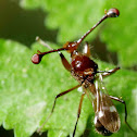 Stalk-eyed fly