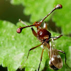 Stalk-eyed fly