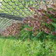 Turf Weeds of Michigan