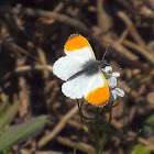 Orange tip Butterfly