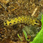 Yellow-striped Armyworm Moth