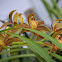 Orquídea