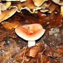 Russula