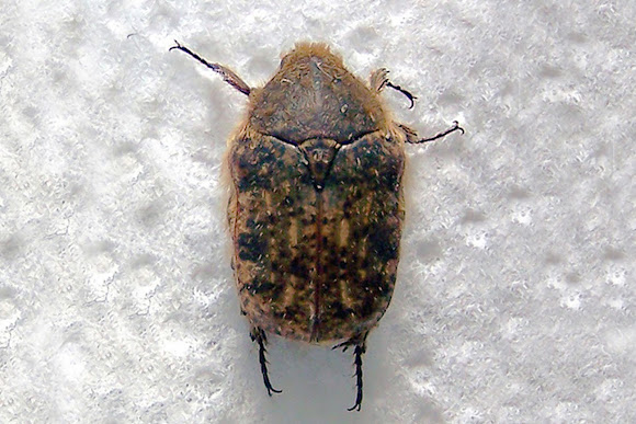 Spotting Image 1