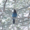 Steller's Jay