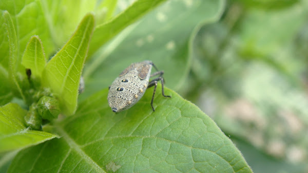 Chinche de la calabaza | Project Noah