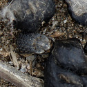 Hastate Hide Beetle