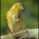 American Goldfinch