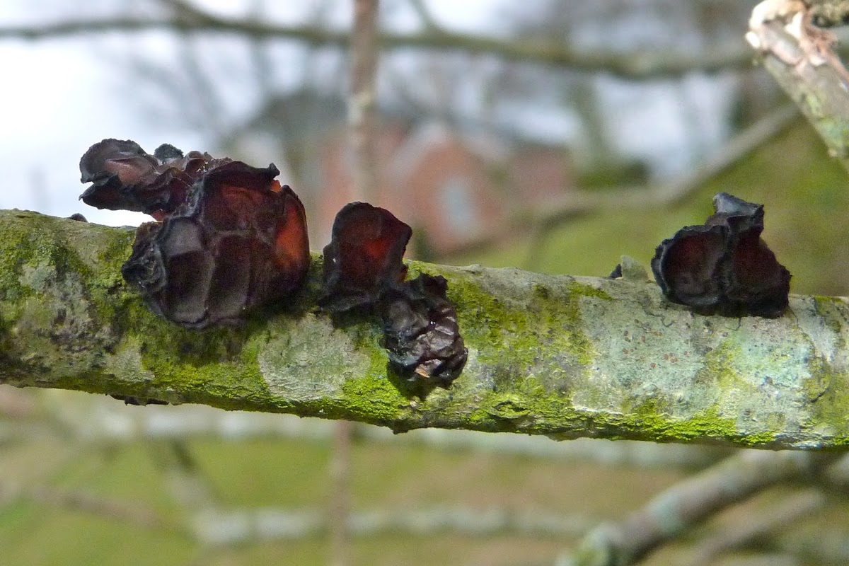 Judas' ear fungus