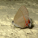 Dusky-blue Groundstreak