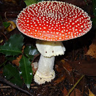 Fly agaric