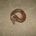 Common Sand Boa