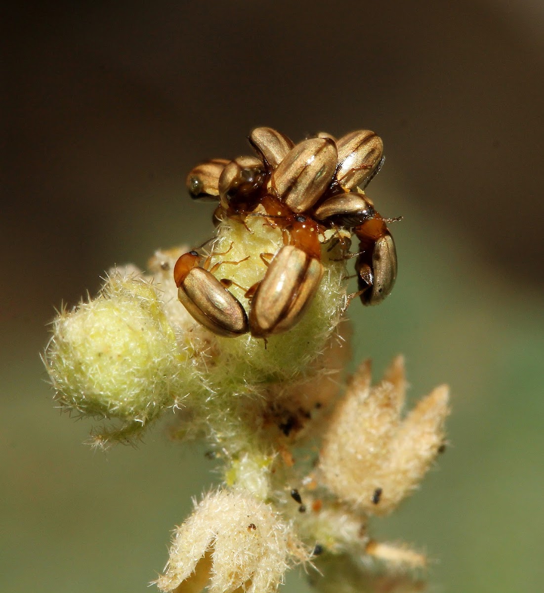 Leaf Beetles