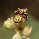 Leaf Beetles