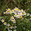 Sea Aster