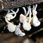 Neobarya agaricola