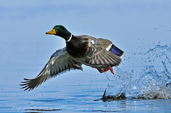 Spotting Image 1