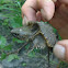 Snapping turtle