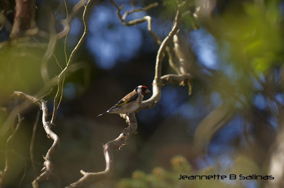 Spotting Image 1