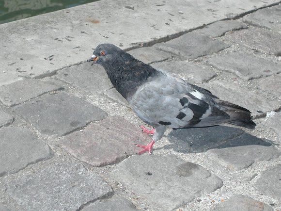 Spotting Image 1
