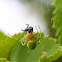 Cucumber green spider / Gewone komkommerspin