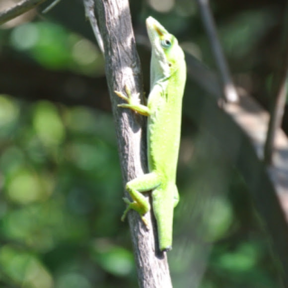 Spotting Image 1