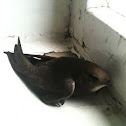 Common Swift