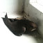 Common Swift