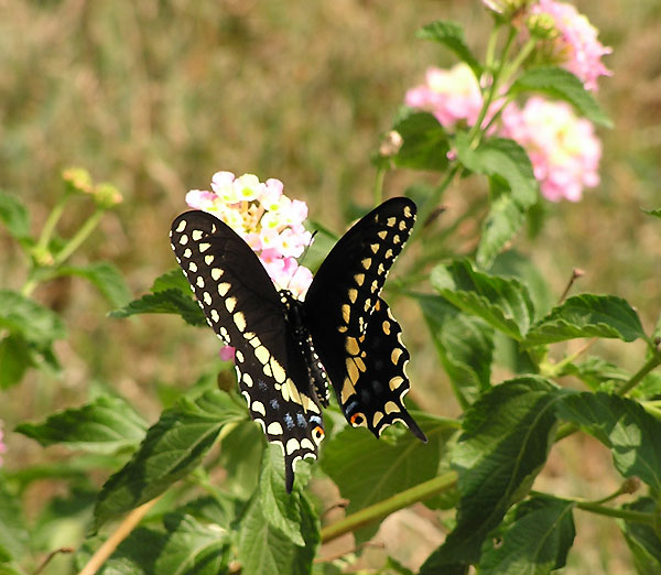 Black Swallowtail