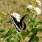 Black Swallowtail