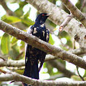 Pacific Koel