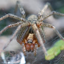 Agelena labyrinthica (Labyrinthspinne)