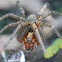 Agelena labyrinthica (Labyrinthspinne)