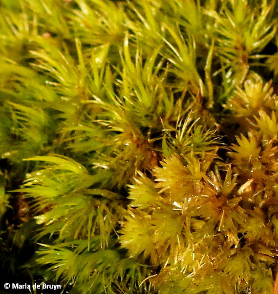 Pincushion moss Project Noah