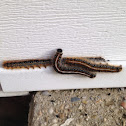 Eastern Tent Caterpillar