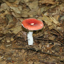 Mushroom