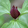 Plants Found in the Chicagoland Area