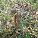 Salt Marsh Moth Larva