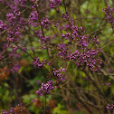 Beautyberry