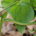 Rough Green Snake